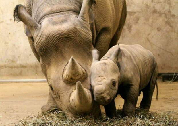 Носороги детеныши, дети, животные, забота, звери