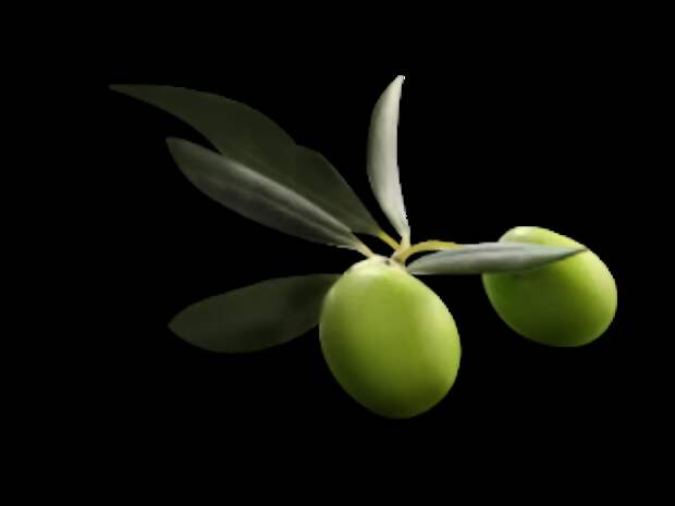 шампунь из оливкового масла