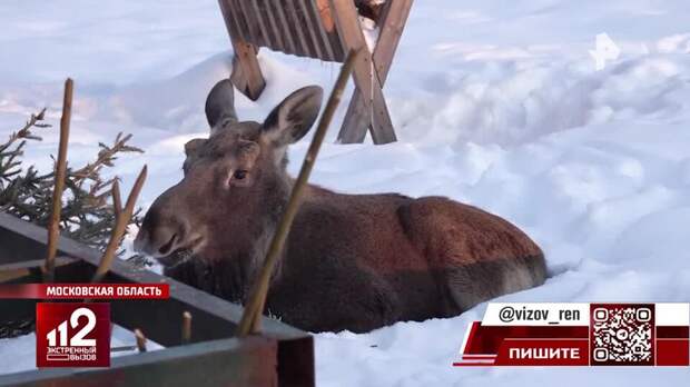 Любознательные лоси оккупировали улицы и автобусные остановки в Подмосковье
