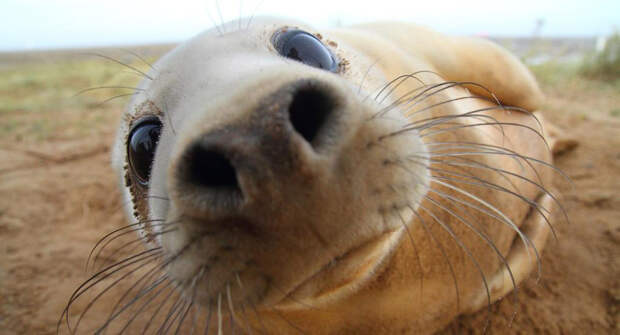 Любопытный тюлень на побережье Линкольншир