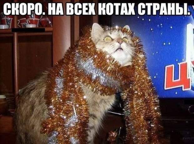 Котоматрицы на Новый год