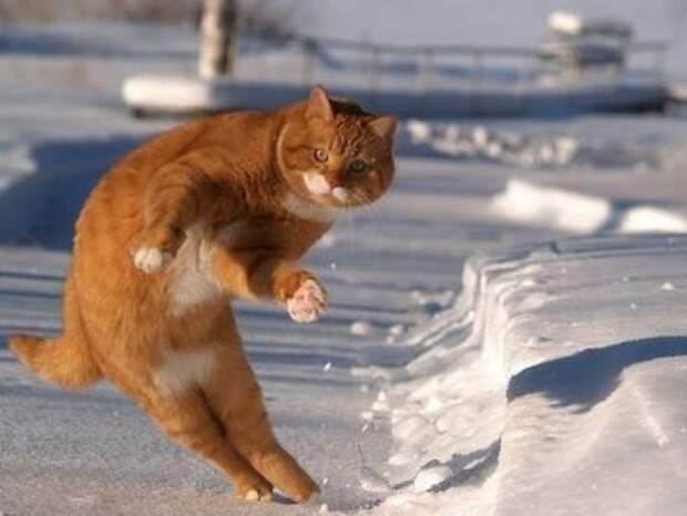 dancing-cat