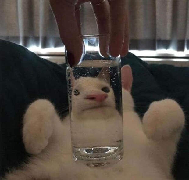 12 угарных животных, которых хозяева сфоткали через искаженные стекла