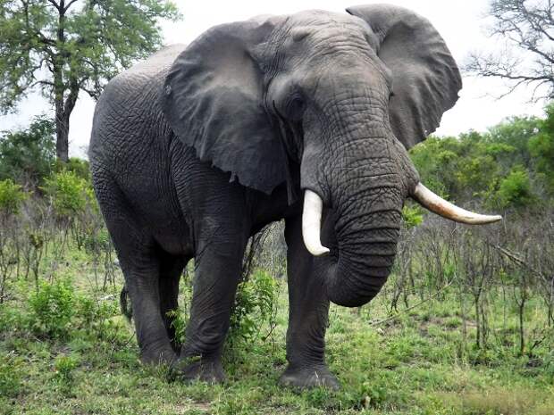 www.elephantplains.co_.za-Big-elephant-bull