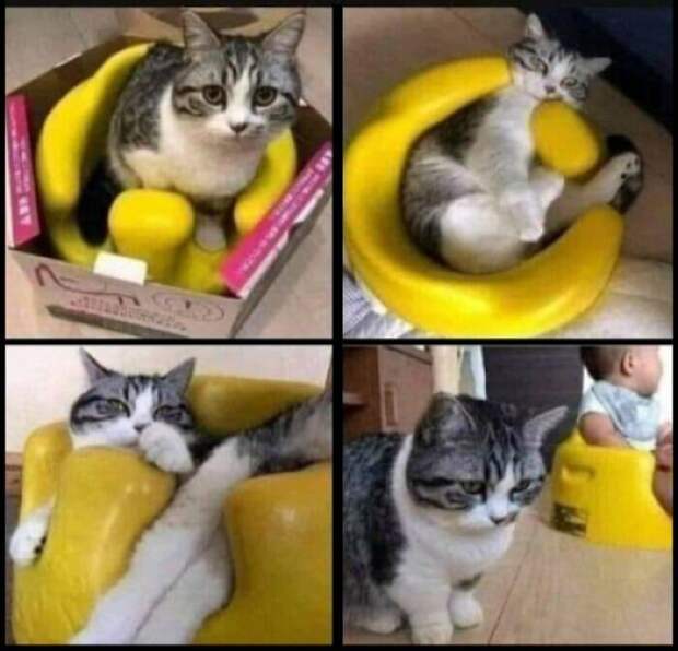 Уморительные котейки, которые сломались