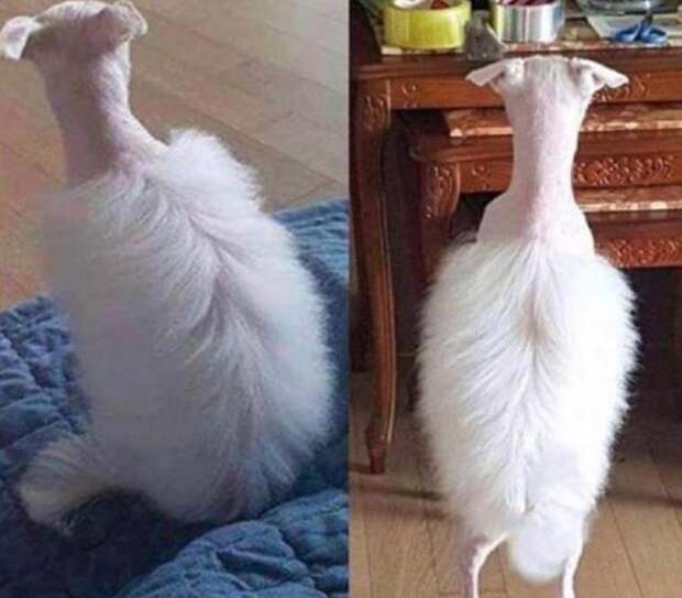 10 фотографий, в которых ход стрижки для четвероногих пошел не совсем так, как планировалось