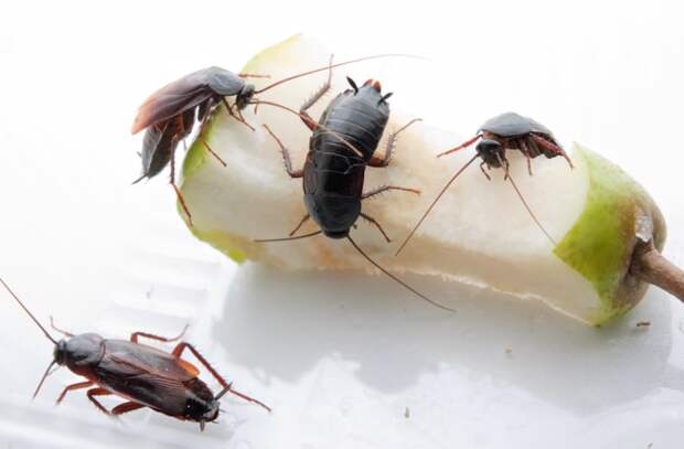 Уничтожение тараканов в квартире должно проводиться комплексно, осознанно и только после анализа причин, по которым эти насекомые в неё проникли