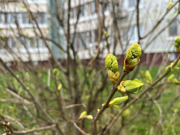 В Туле на выходных потеплеет до 12 градусов, но затем снова похолодает
