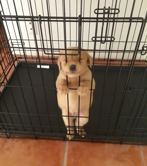 Please Let Pupper Free, Promise No More Chew Shoes!