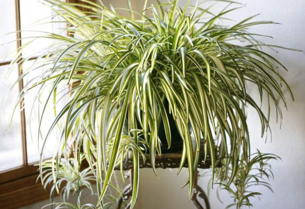 Какие комнатные растения являются натуральными воздухоочистителями