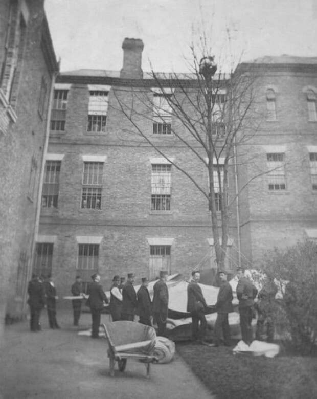 Работники психбольницы ждут, когда пациент спустится с дерева. Лондон, 1895 год история, факты, фото