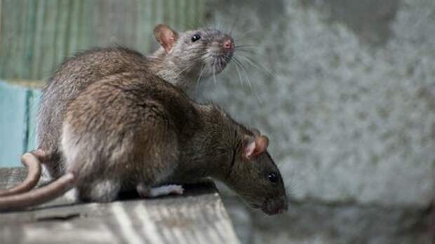 К чему в жилище проникает крыса: ждать денег или опасаться беды? Примета