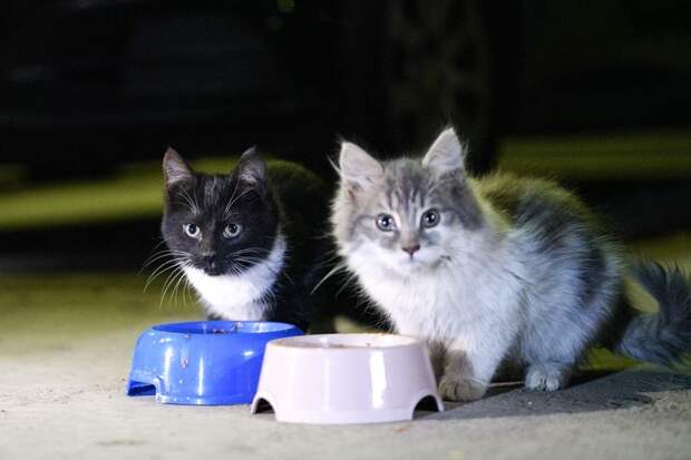 В Госдуму внесли законопроект о едином реестре домашних животных