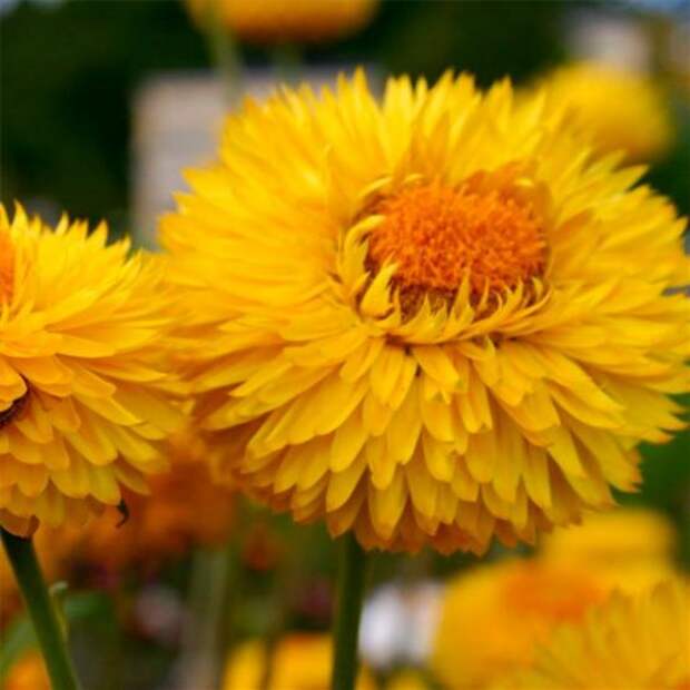 Календула (Calendula)