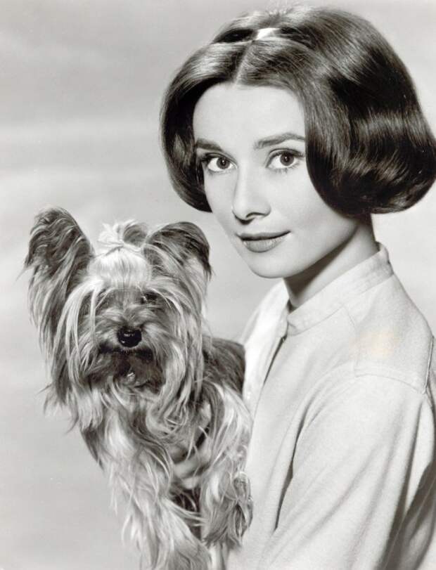 Одри Хепберн, йоркширский терьер Мистер Знаменитость. Фото / Audrey Hepburn, Yorkshire terrier Mr. Famous. Photo 