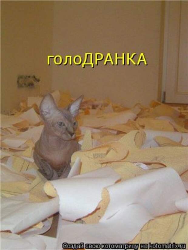 Котоматрица