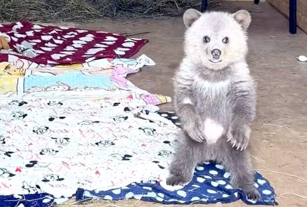 В Подмосковье рассказали о спасении медвежонка Дыньки и ее дружбе с Арбузиком