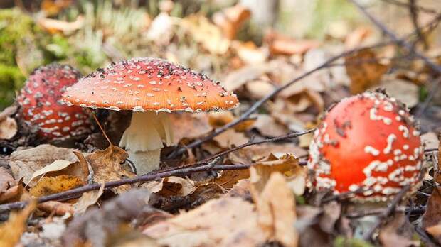Россиянам стали массово предлагать поездки в опасные грибные ретриты