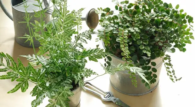 7 самых красивых и неприхотливых комнатных папоротников