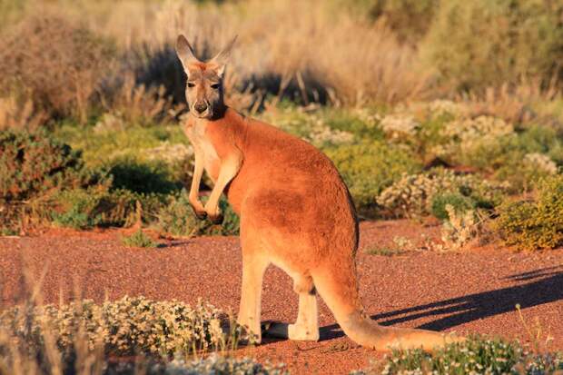 Рыжий исполинский кенгуру - самый большой кенгуру