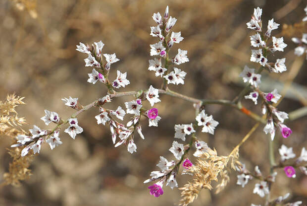 Цветущий кермек (перекати-поле) в пустыне Каракумы, Туркмения. Цветение, красота, пустыня, удивительное, факты, фауна, цветы