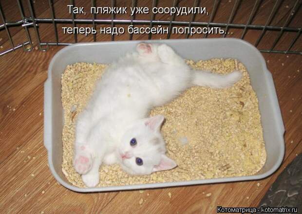 Котоматрица: Так, пляжик уже соорудили, теперь надо бассейн попросить...