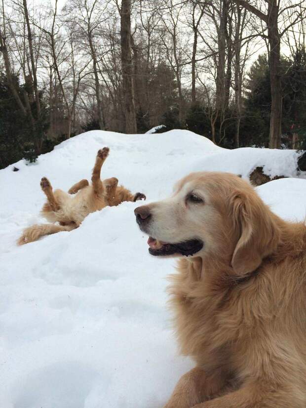 This Sums Up How Different My Gf's Goldens Are