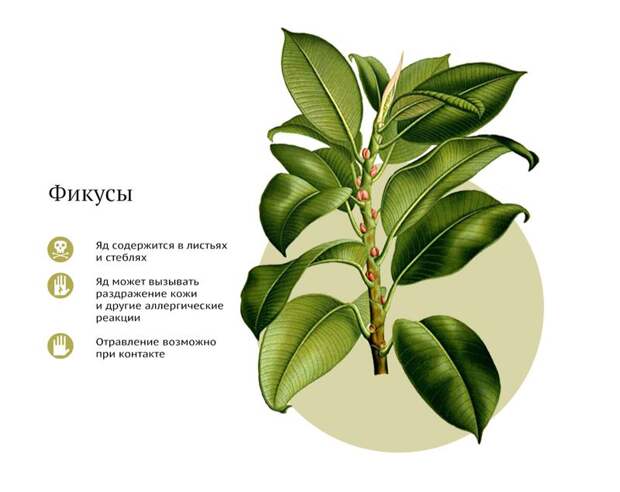 Самые ядовитые комнатные растения