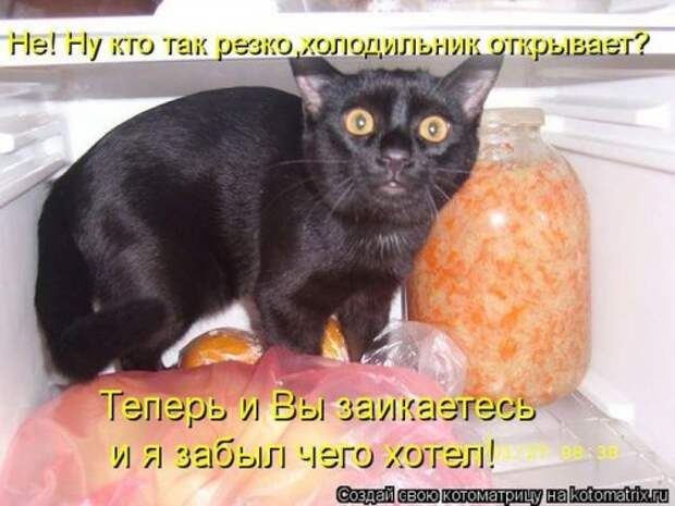 Лучшая котоматрица недели (26 шт)
