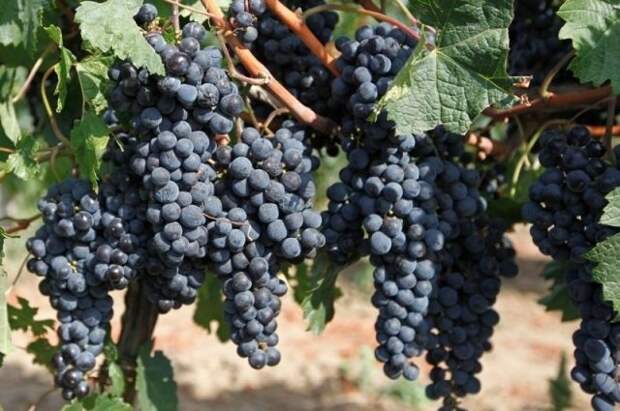 Жительница Мельбурна нашла иглу в винограде