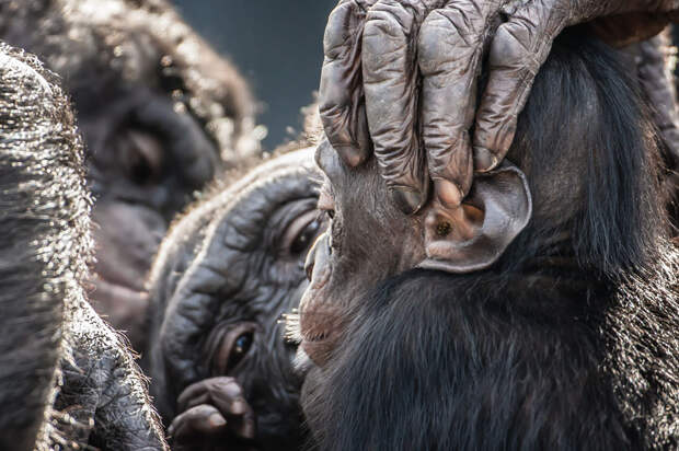 Обезьяны Бонобо