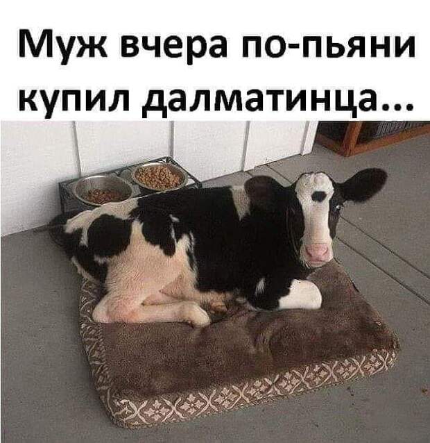 Только жалкие подкаблучники слушают женщин! Настоящий мужик сам знает...