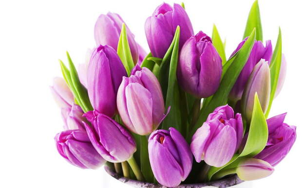 фиолетовые тюльпаны, букет