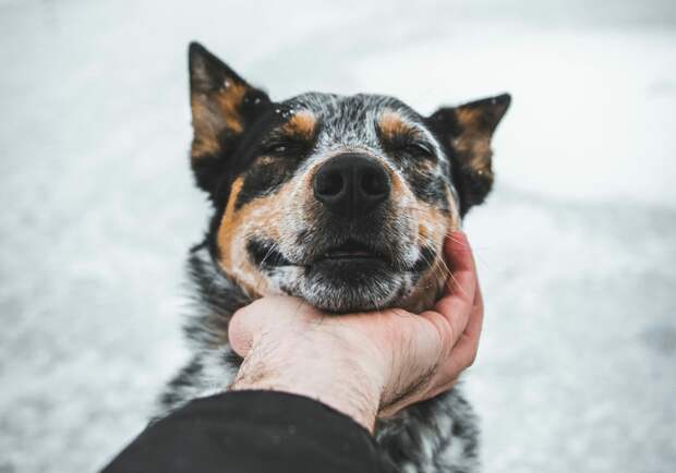 Авито: в Ленобласти спрос на зоонянь вырос на 22% в 2025 году