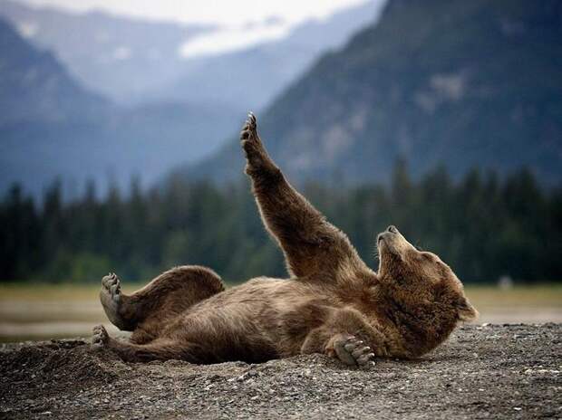 Уроки йоги от медведей. Фото