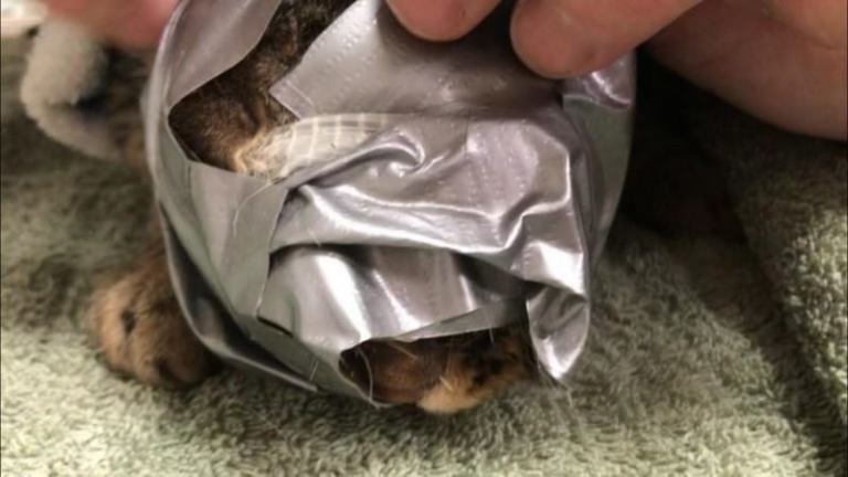 Спасение кошки, которую замотали в скотч и выбросили на улицу
