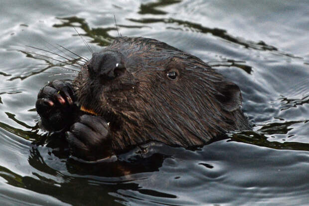 Москвичей призвали не давать собакам драться с бобрами
