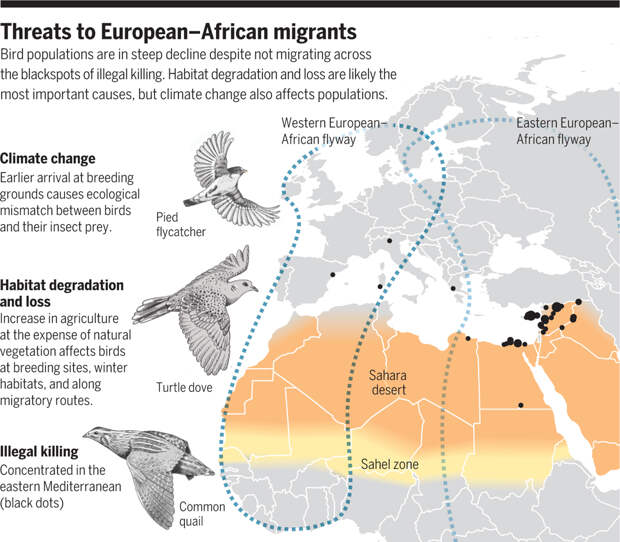 Угрозы для перелётных птиц, мигрирующих из Европы в Африку. Из: Franz Barlein (2016)