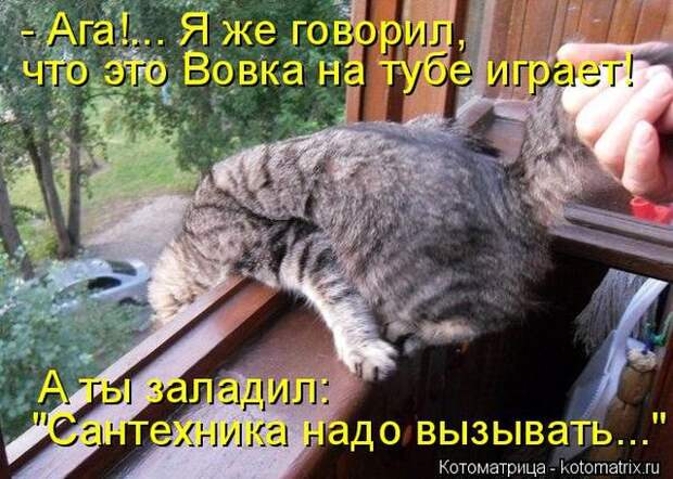 Лучшие котоматрицы недели (50 фото)