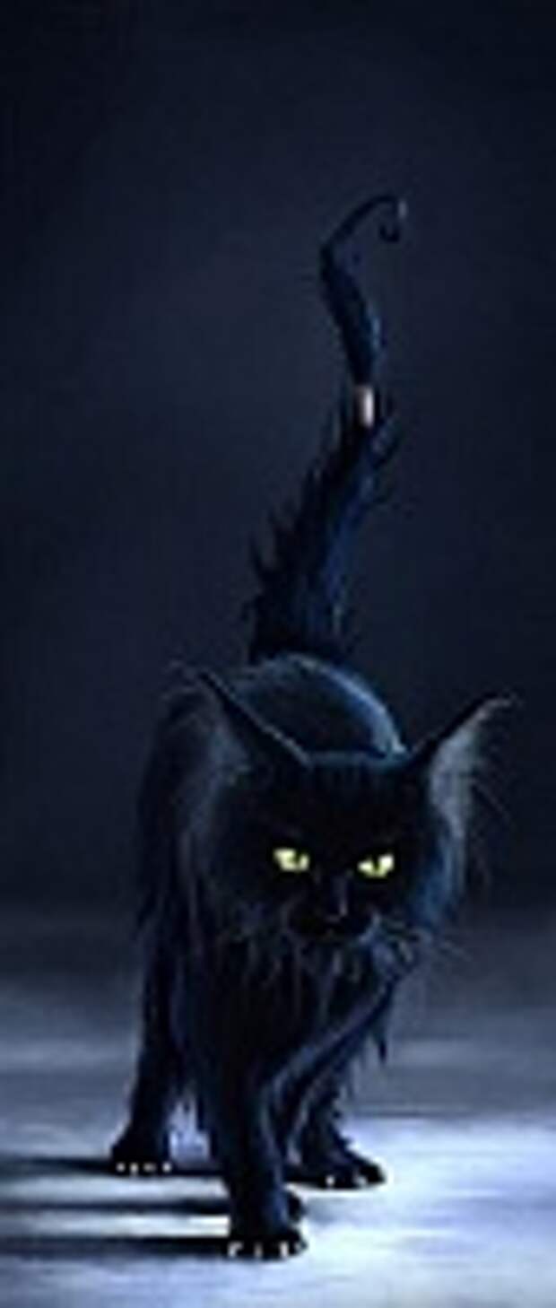 Кошки и Котята