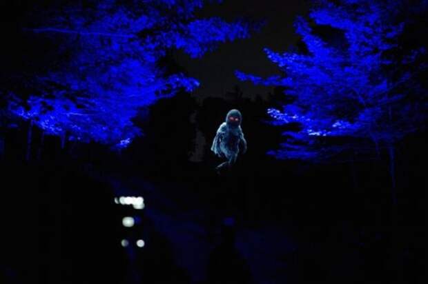 Заколдованный лес Foresta Lumina (11 фото + видео)