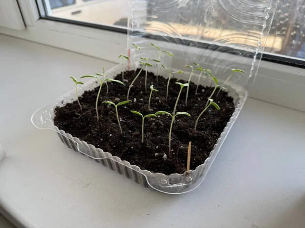 Тощие были, а стали крепыши: чем правильно полить чахлую рассаду, чтобы стебли потолстели на глазах за неделю
