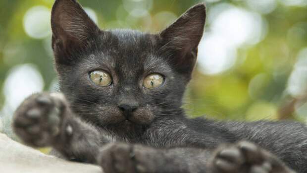 Домашние кошки способны мысленно следить за хозяевами