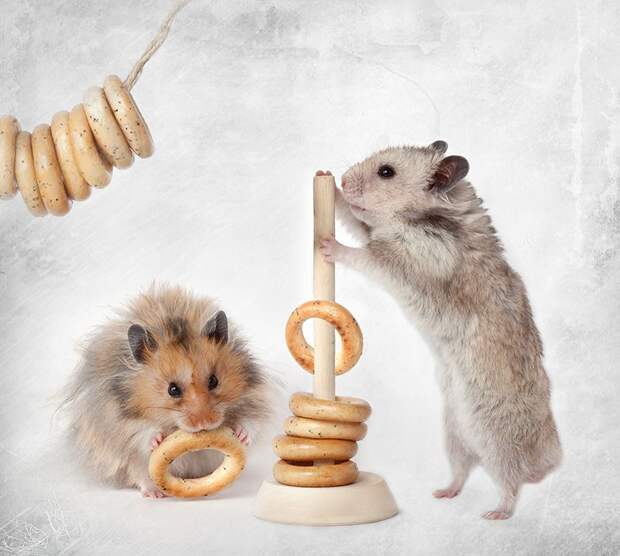 hamsters12 hamsters12 Натюрморты с хомяками