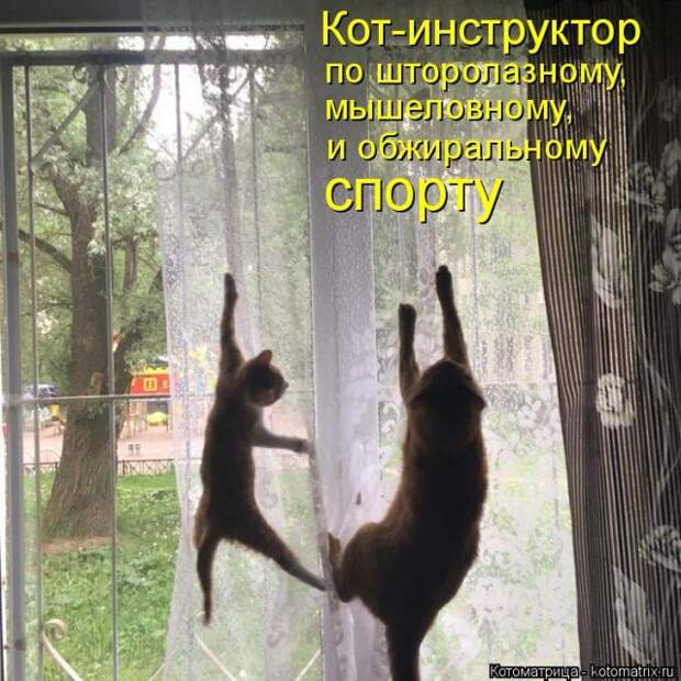 Лучшие котоматрицы недели (50 фото)