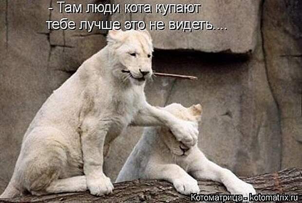 1428677908_kotomatricy-20