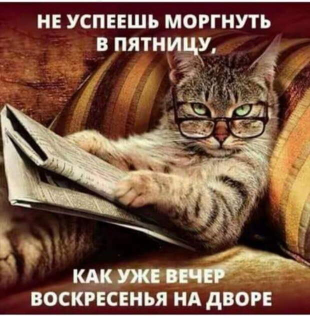 Двадцать лучших шуток недели в картинках