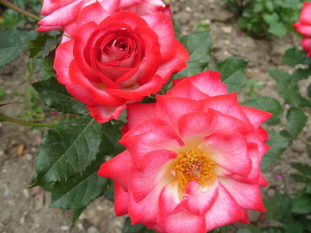 Роза садовая сорт Hannah Gordon, фото автора