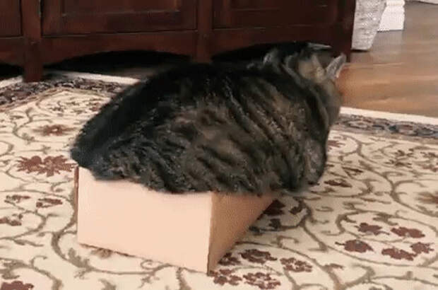 20+ котеек, которые пренебрегают всеми известными законами физики
