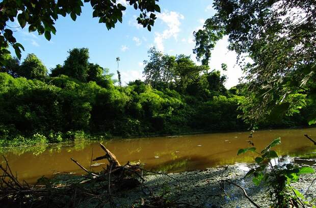 Amazonas09 Amazonas09 Большое фотопутешествие по лесам Амазонки